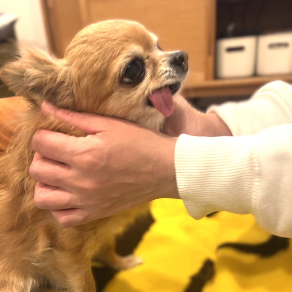 家族に優しく撫でられて安心している保護犬チワワのラテまる