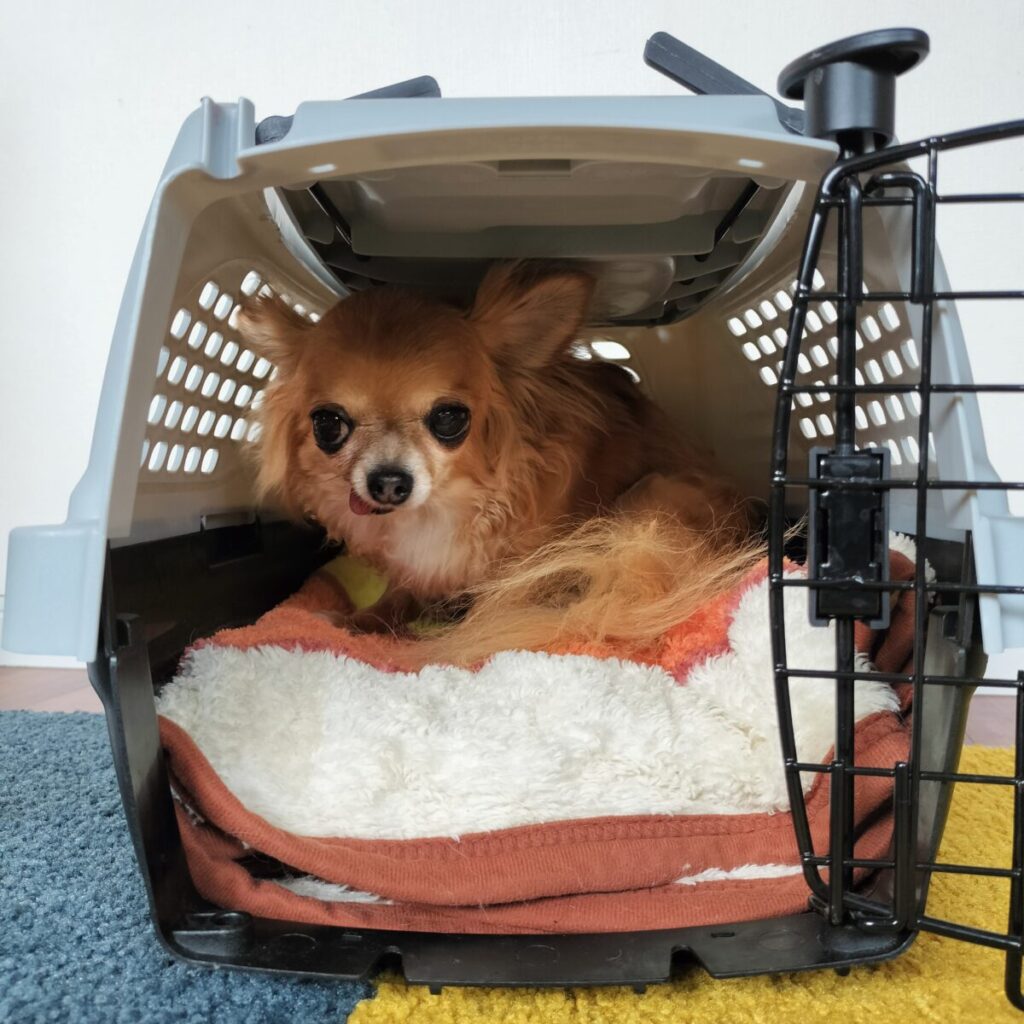 クレートの中で安心して過ごす保護犬チワワのラテまる