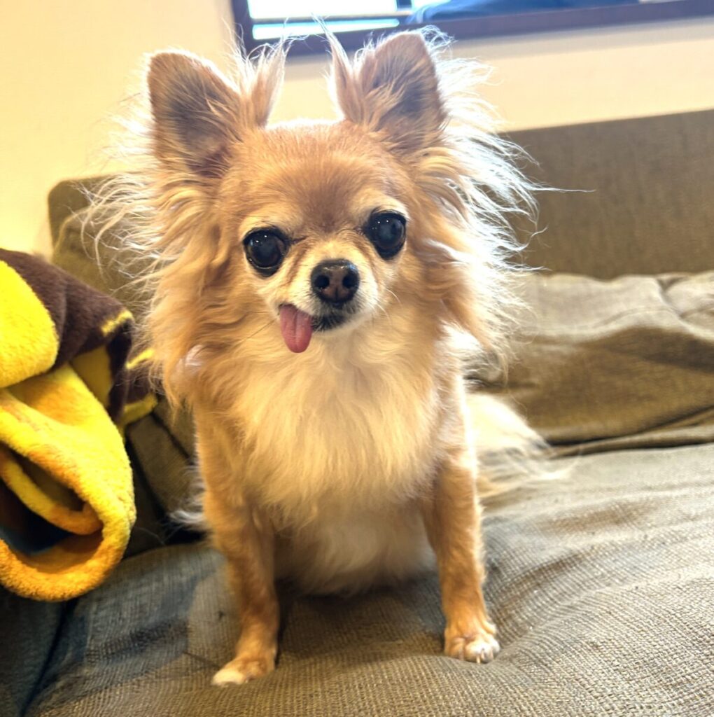 ソファの上で笑顔を見せる保護犬チワワのラテまる