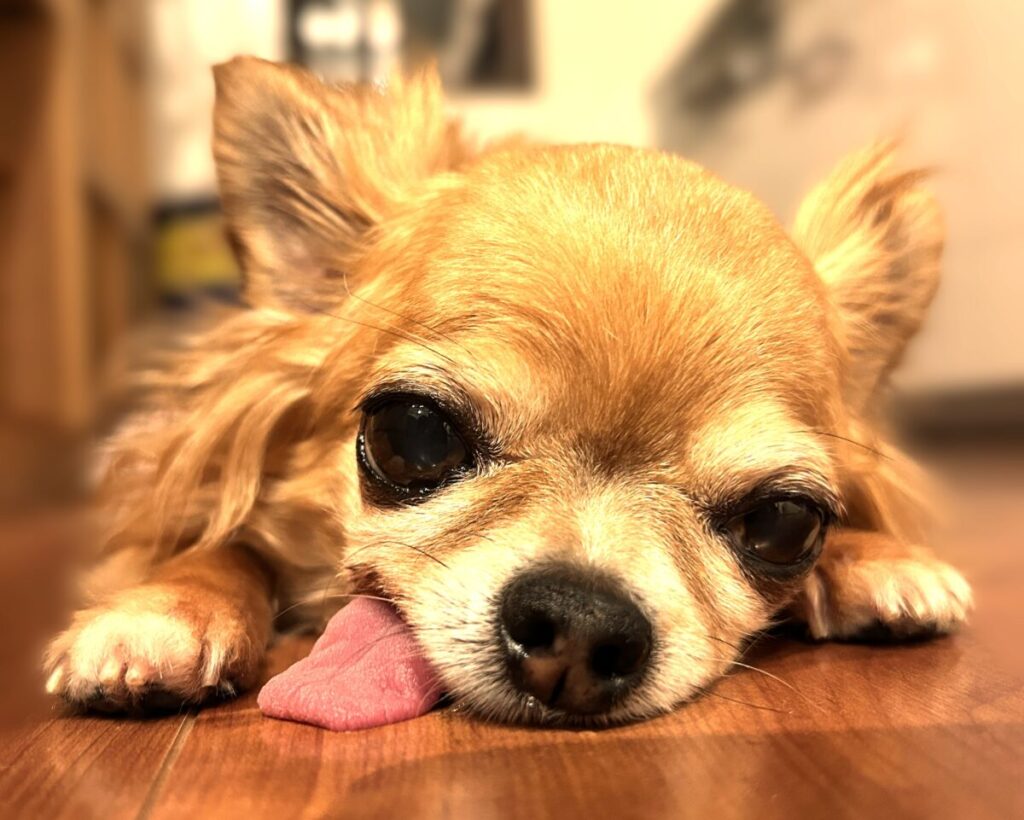 愛玩動物飼養管理士2級の勉強を見守るように、床に寝そべって舌を出してリラックスしている保護犬チワワのラテまる