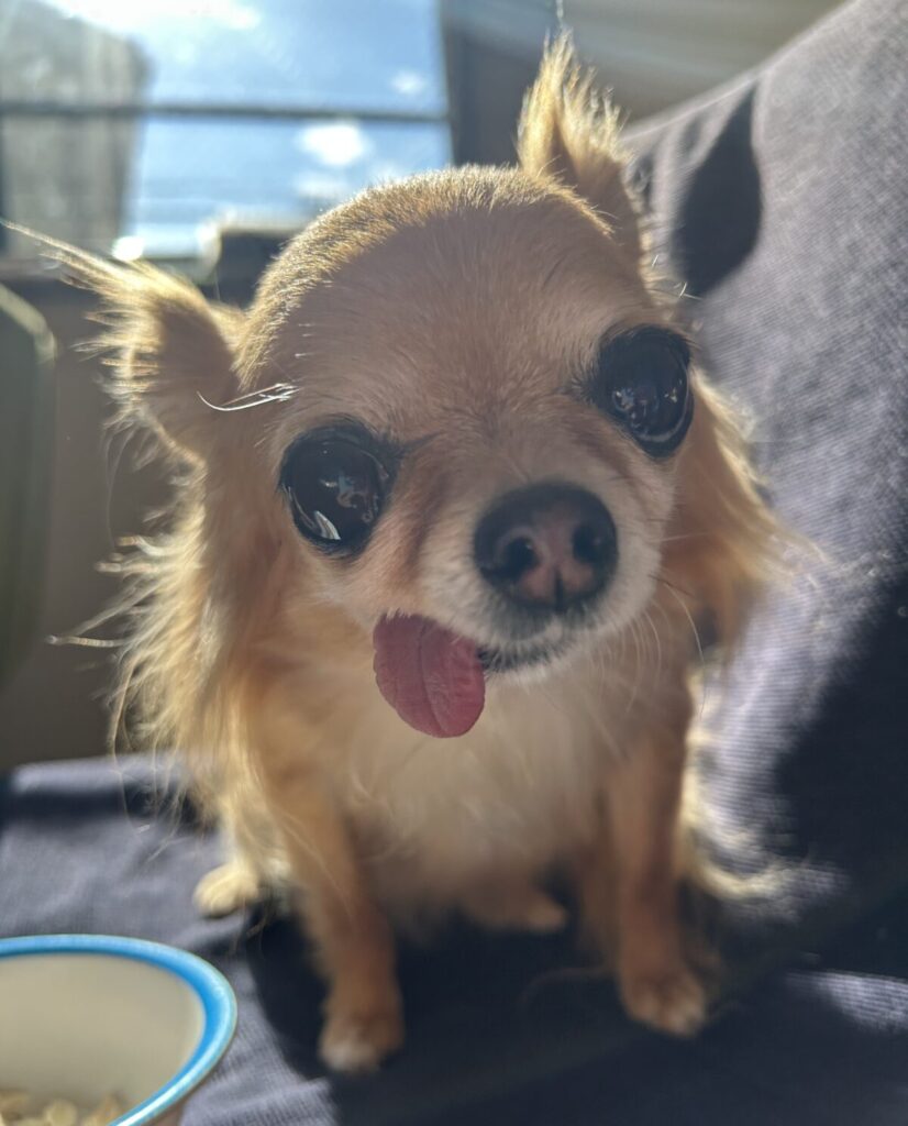 舌をちょこんと出してこちらを見上げる保護犬チワワのラテまる。好奇心いっぱいの表情がかわいらしい。