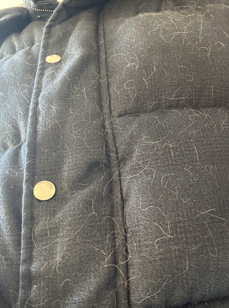 ロングコートチワワの抜け毛が服についている様子