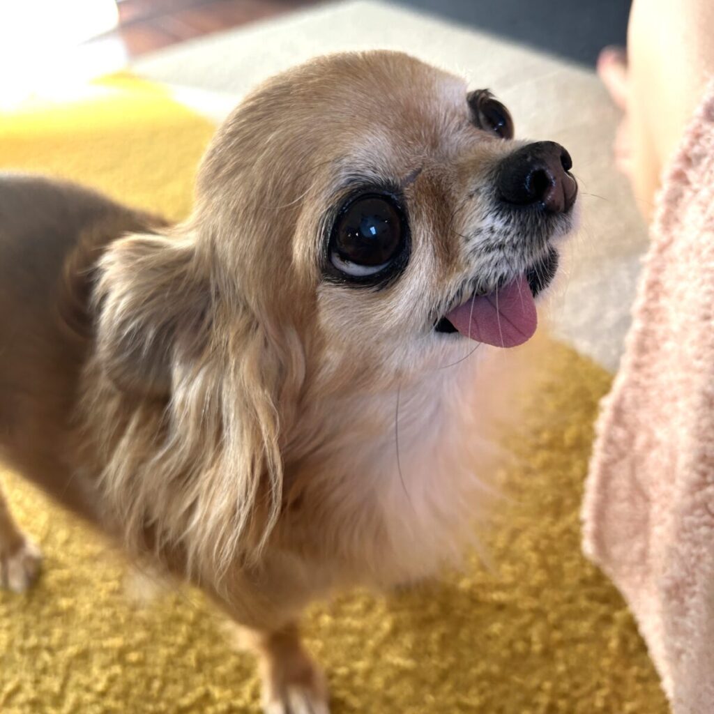 家族を見つめる保護犬チワワのラテまる
