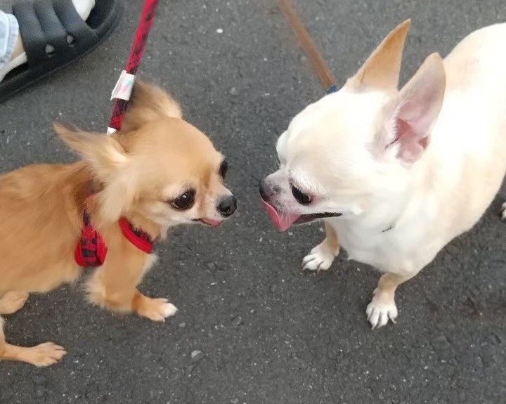 友達のチワワと並ぶ保護犬チワワのラテまる