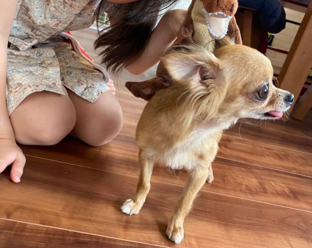 末っ子娘と保護犬チワワのラテまるが一緒に過ごしている様子