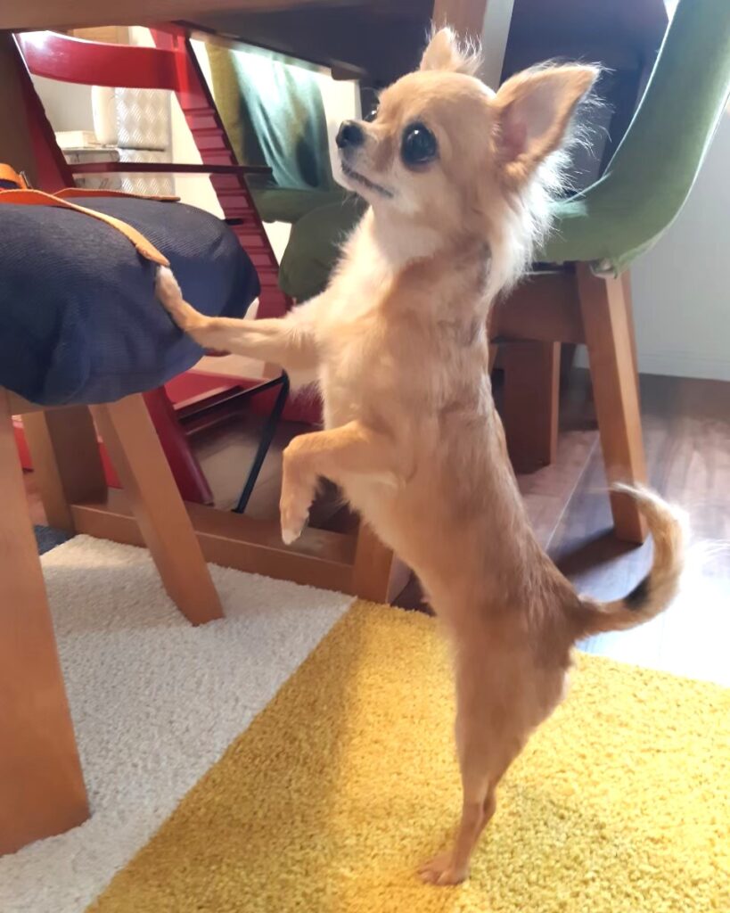 名前を呼ばれて反応する保護犬チワワのラテまる