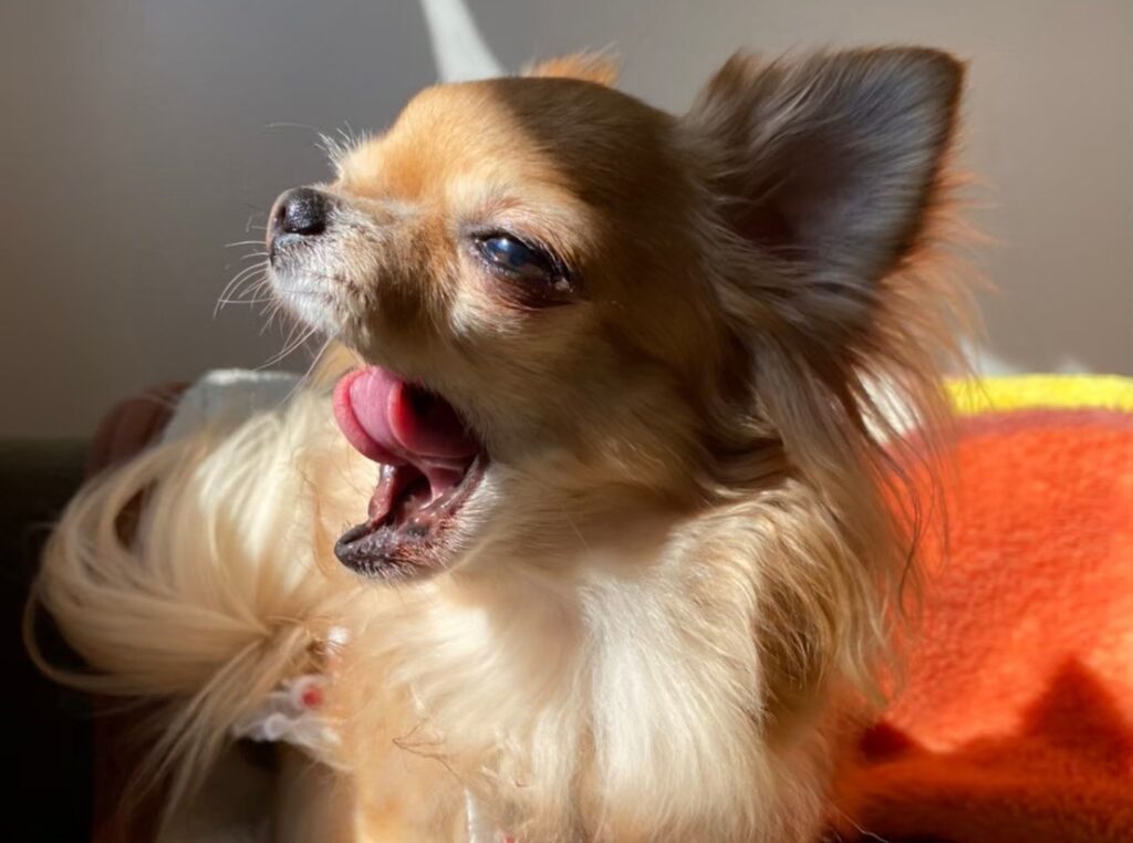 口を開けてリラックスした表情を見せる保護犬チワワのラテまる。歯がない状態でも元気に暮らす姿。