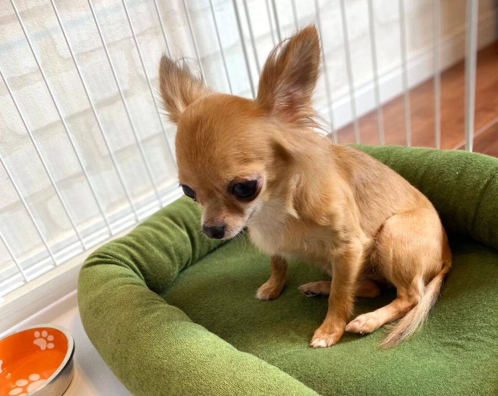 新しい環境に少し緊張している保護犬チワワのラテまる