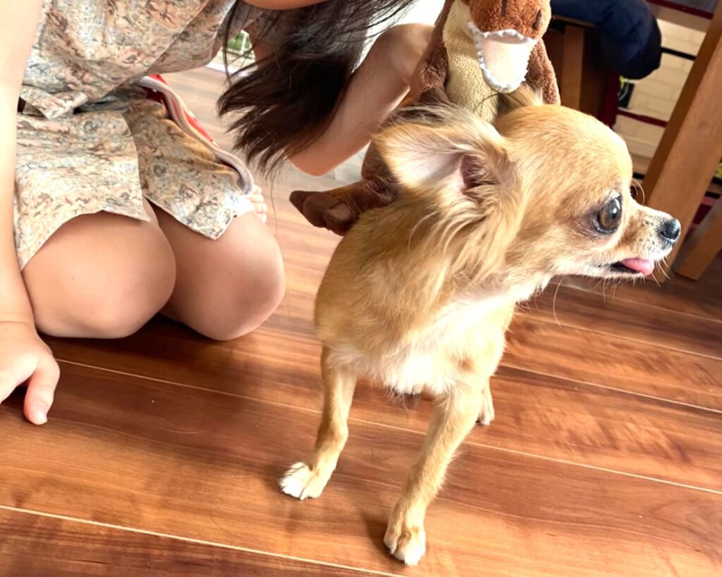 我が家にお迎えした頃の保護犬チワワのラテまる。
最初はすごく痩せていました。