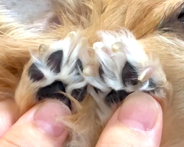 FUREAi肉球ジェルを使ってケアを続けた後の保護犬チワワ・ラテまるの肉球