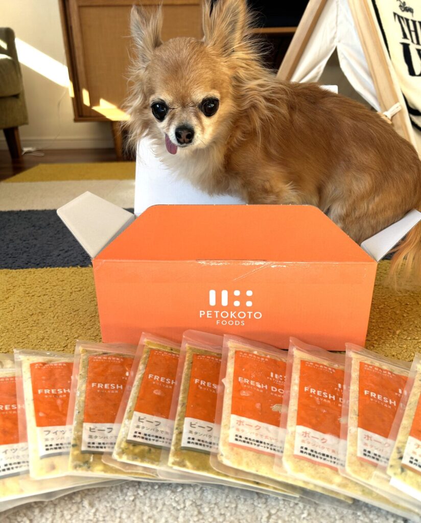 ペトコトフーズ定期便の箱に入る保護犬チワワのラテまる