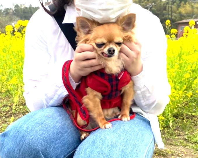 お姉ちゃんに撫でてもらって、べったりする保護犬チワワのラテまる