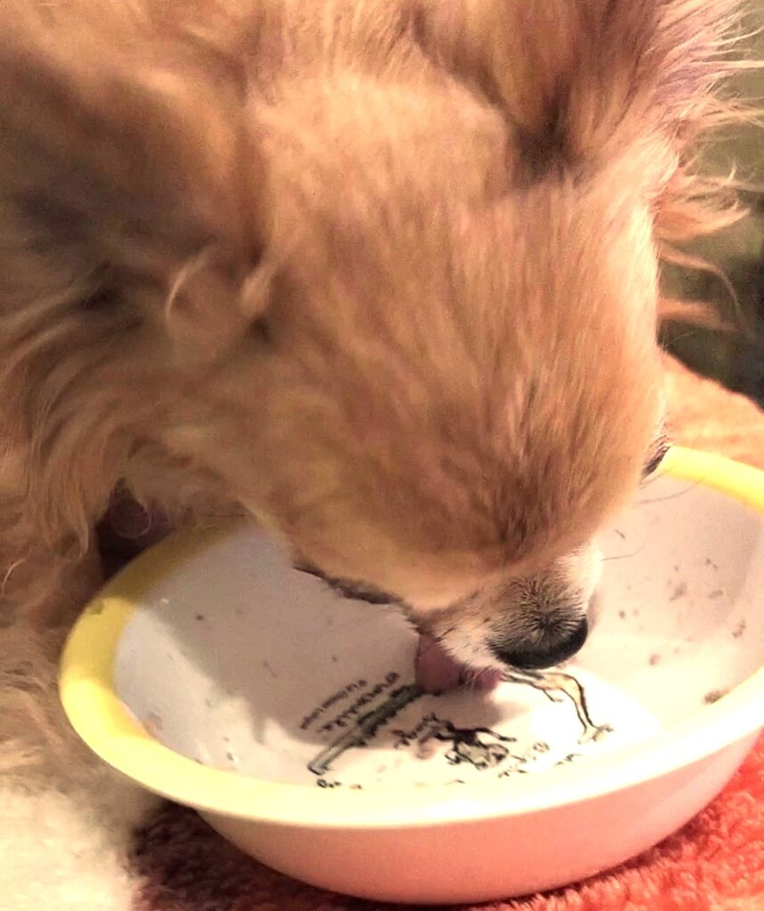 ココグルメが美味しくてお皿まで舐めている保護犬チワワのラテまる
