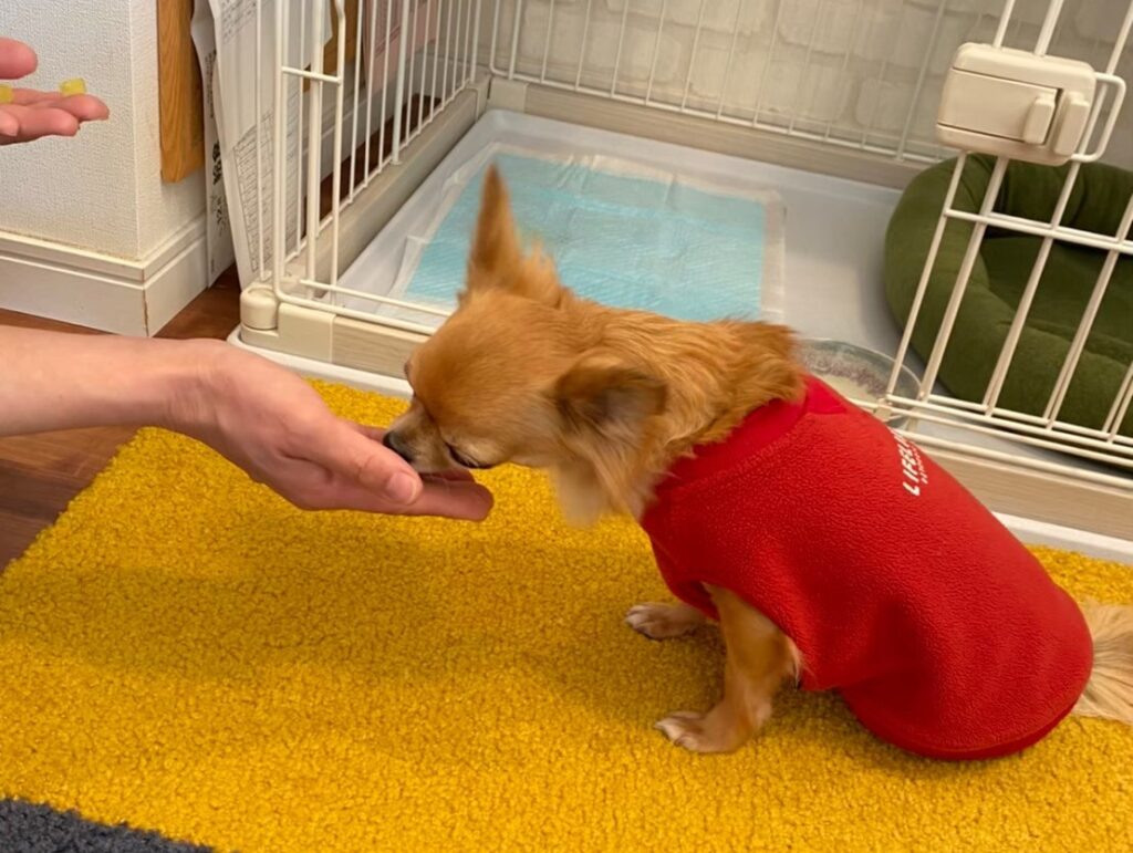 静かにできて褒められる保護犬チワワのラテまる