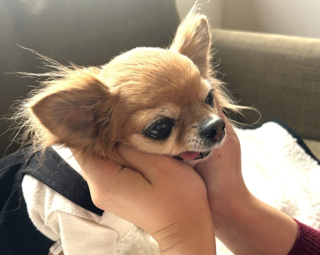 飼い主に褒められて嬉しそうな表情を見せる保護犬チワワのラテまる