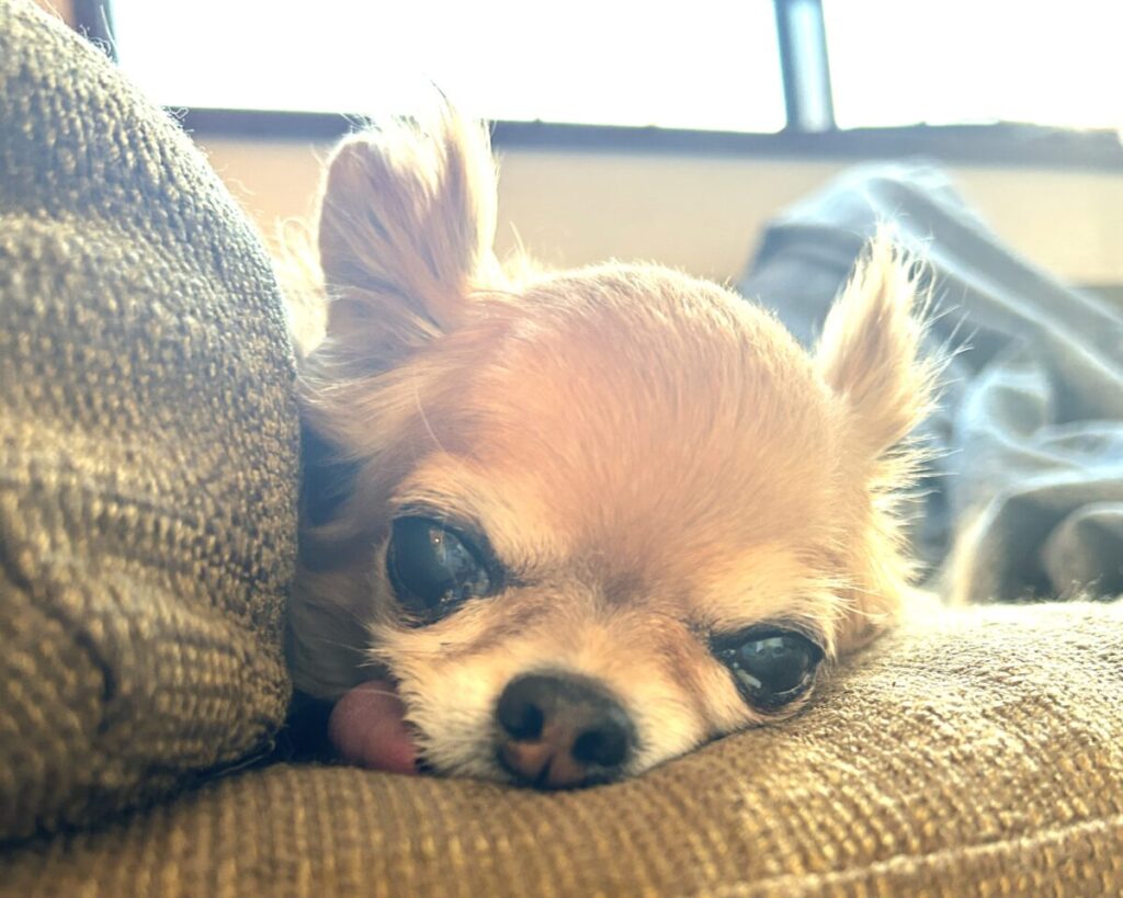 ソファーの上でリラックスする保護犬チワワのラテまる