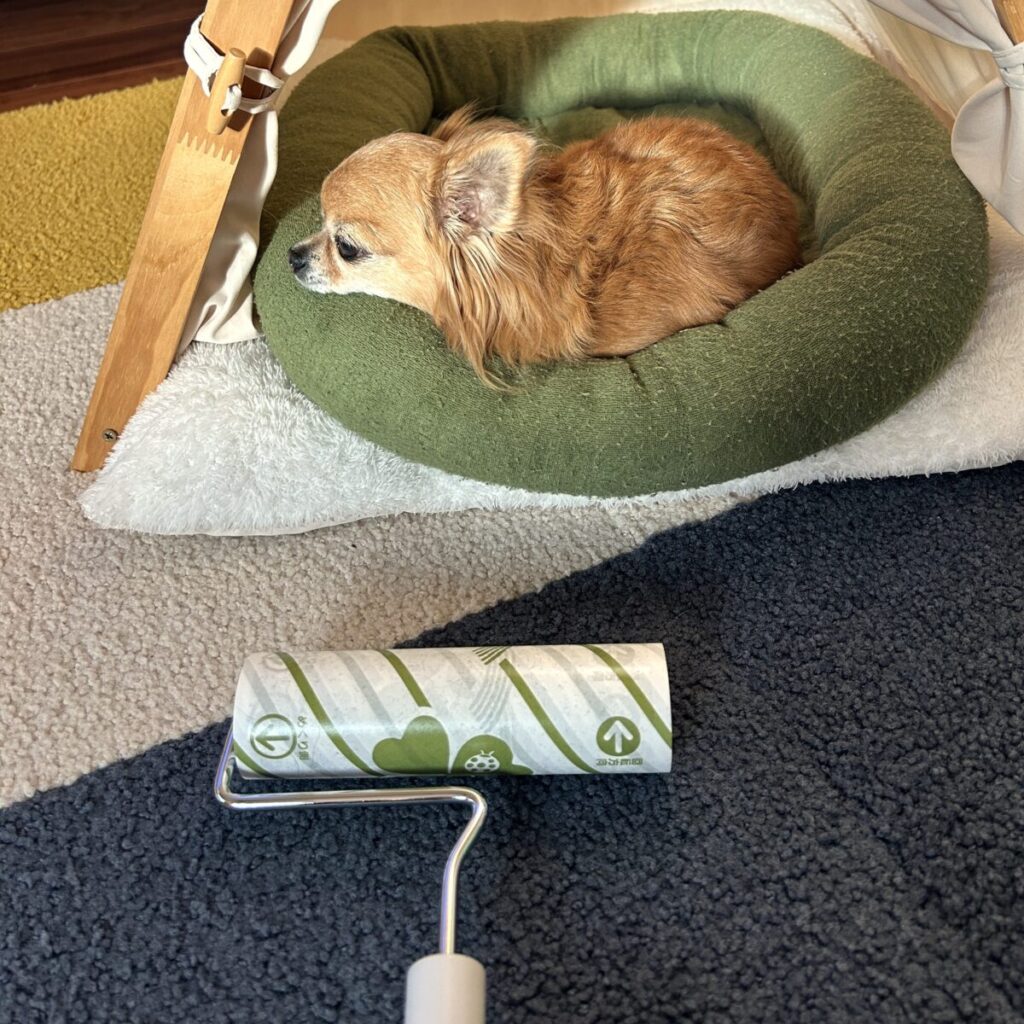 チワワの抜け毛を粘着クリーナー(コロコロ)で掃除している様子