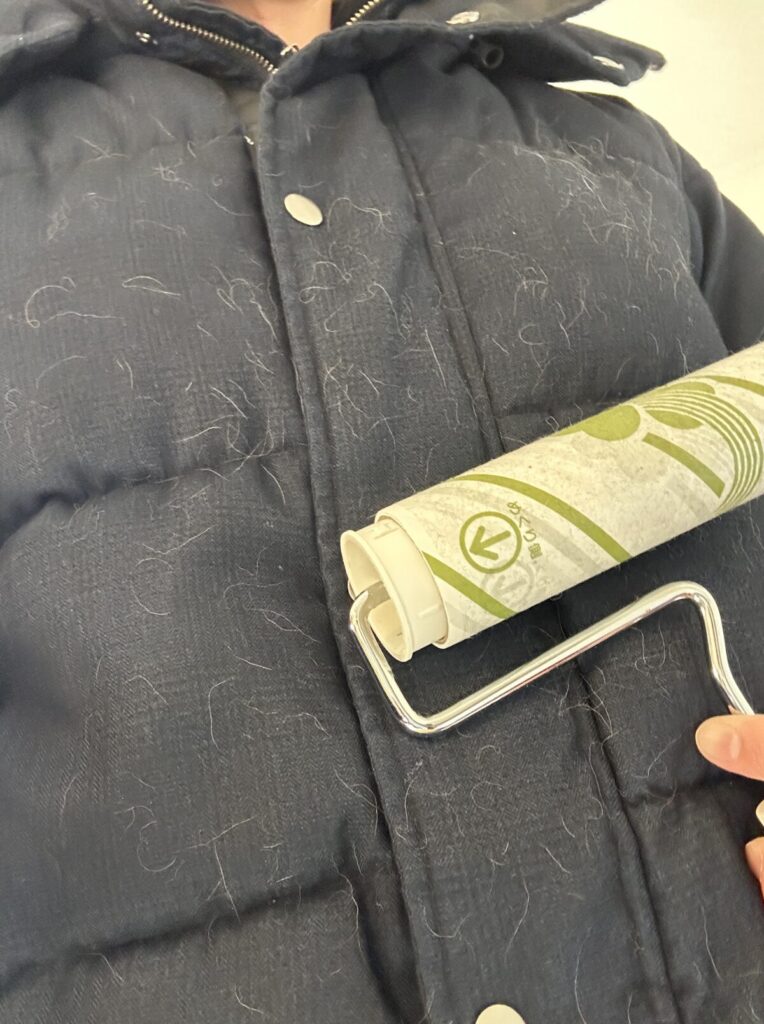 コロコロで服についたチワワの抜け毛を取っている様子