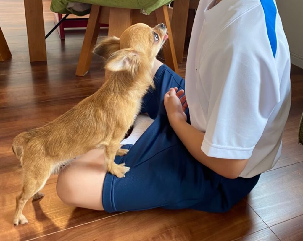 お兄ちゃんに自分から近寄る保護犬チワワのラテまる