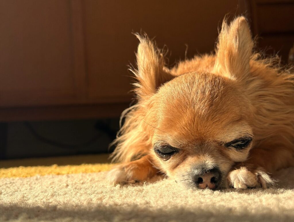 カーペットの上でうとうとする保護犬チワワのラテまる
