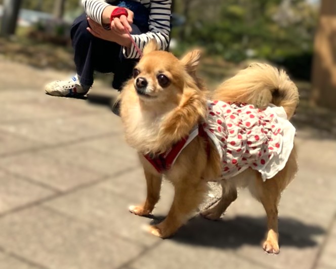 家族と一緒に散歩を楽しむ保護犬チワワ