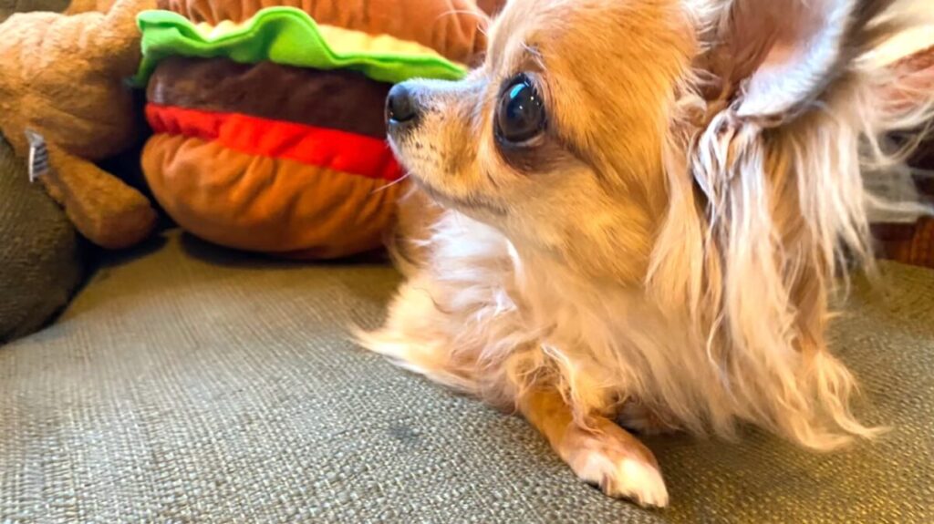 飼い主を見つめる保護犬チワワのラテまる