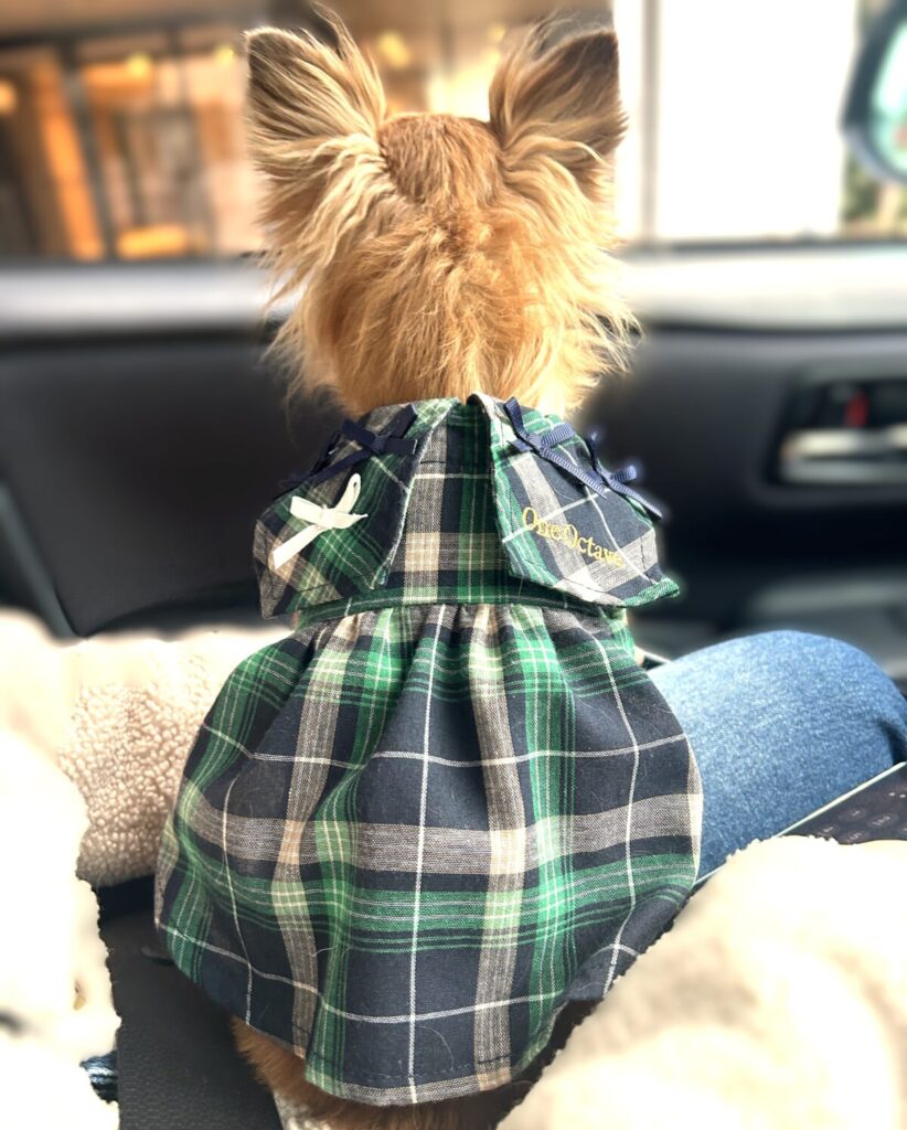 新しい暮らしを想像するように窓の外を見る保護犬チワワのラテまる