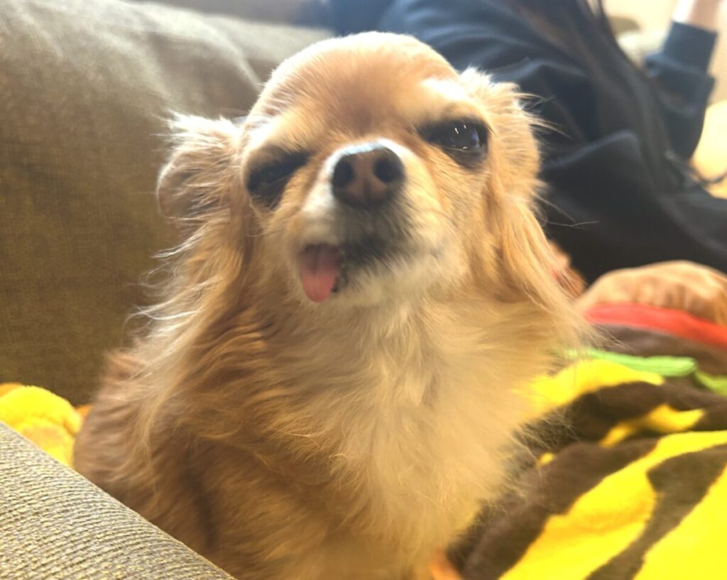 つぶらな瞳でこちらを見つめる保護犬チワワ