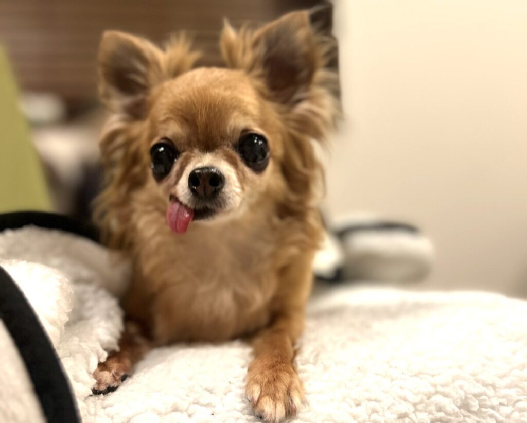 お気に入りの毛布の上でくつろぐ保護犬チワワのラテまる