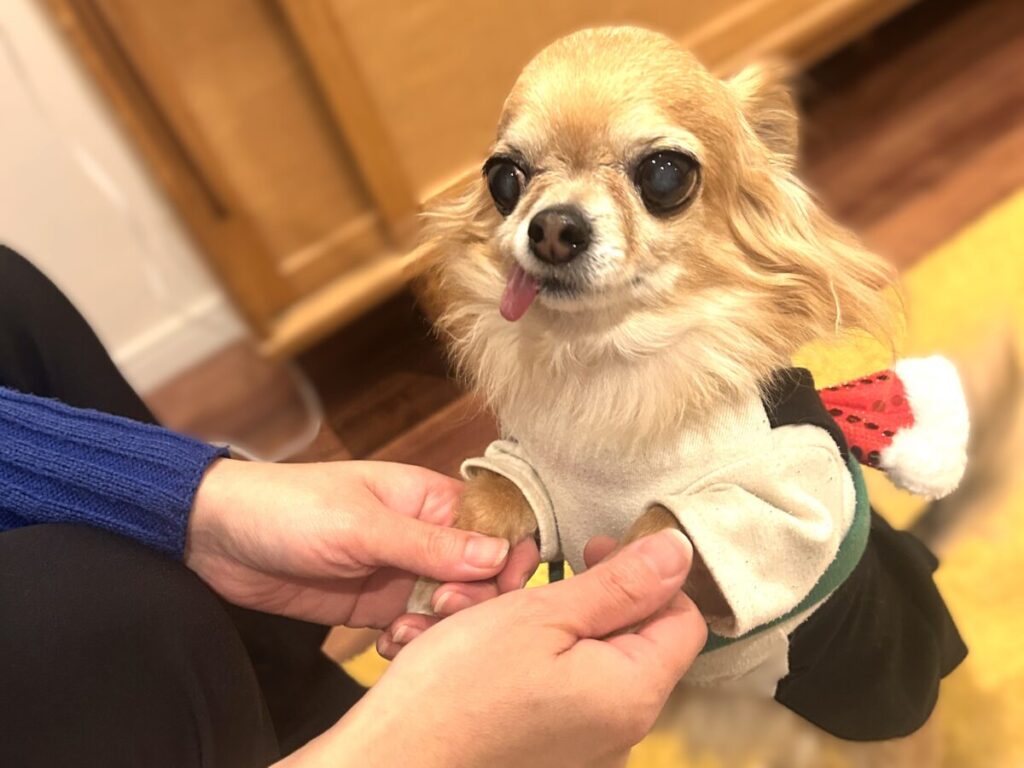 飼い主の手にそっと前足を乗せる保護犬チワワのラテまる