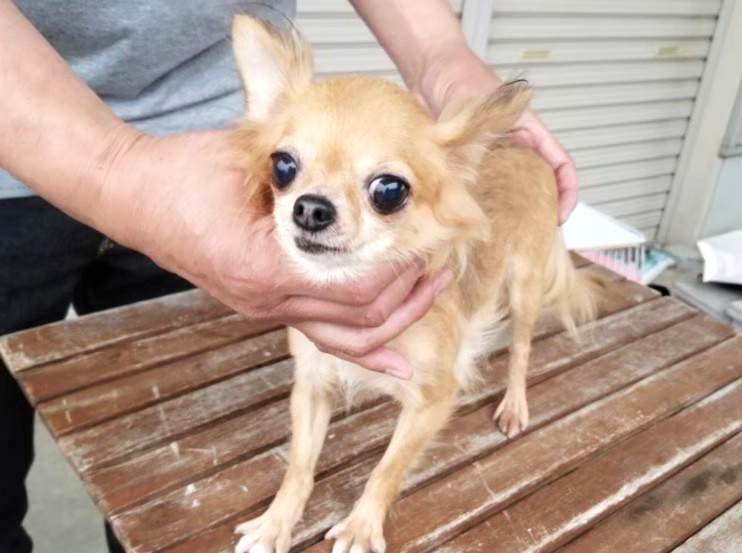 保護施設にいた頃の保護犬チワワのラテまる