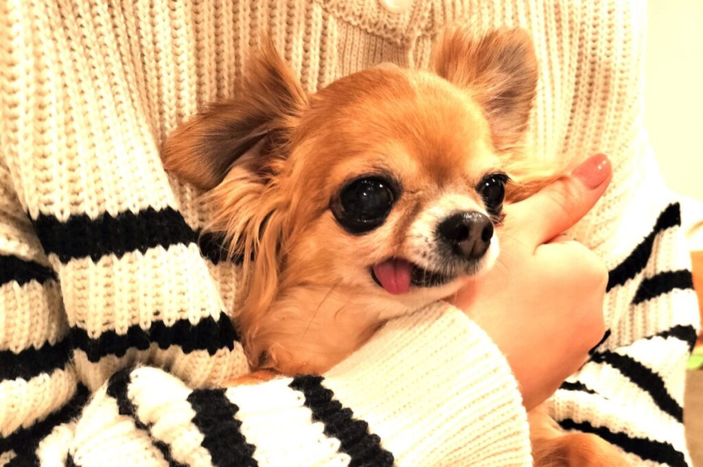 雷を怖がる保護犬チワワのラテまるを優しく抱っこする飼い主