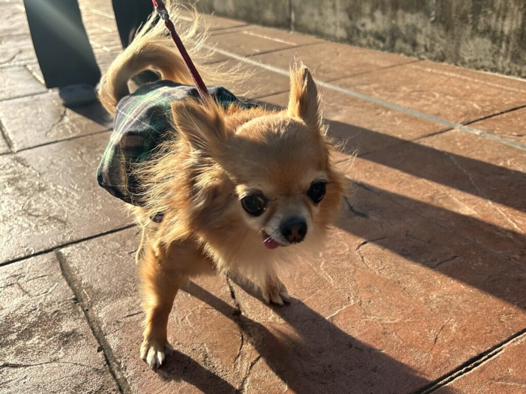 落ち着きながら散歩をしている保護犬チワワのラテまる