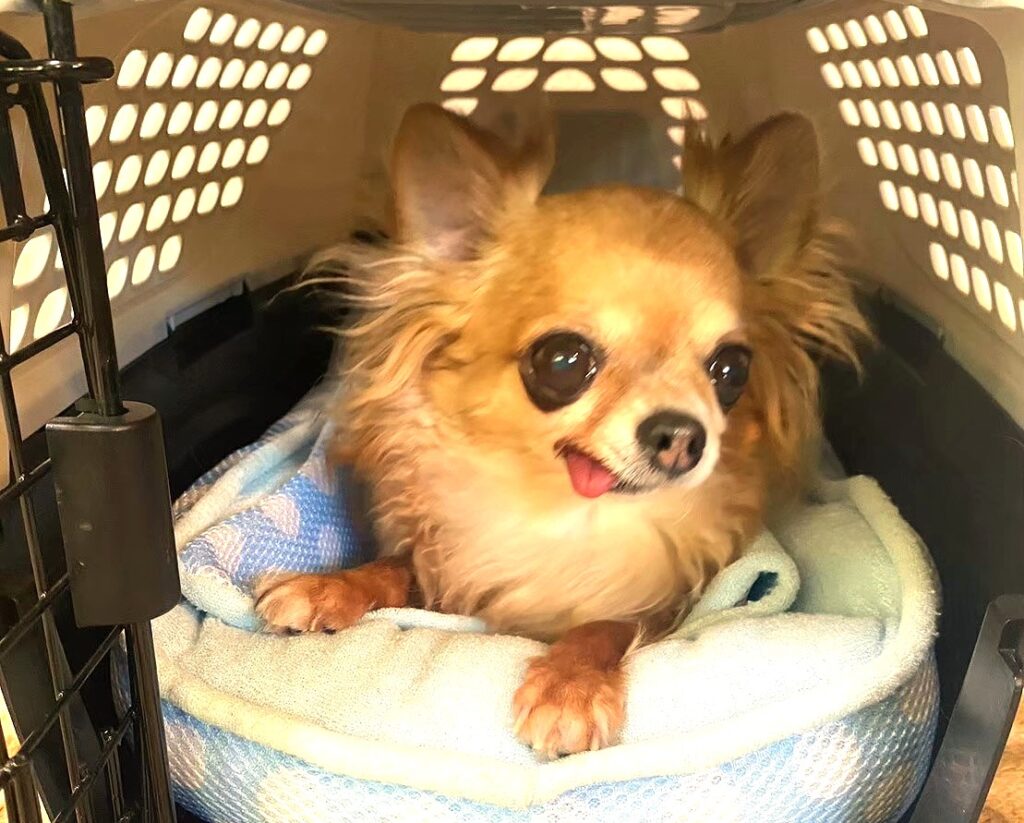 クレートの中で安心して過ごす保護犬チワワのラテまる