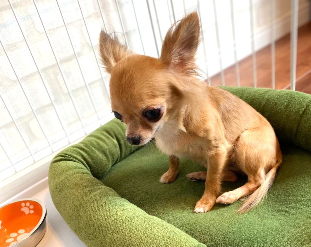 保護犬チワワのラテまるがお迎え初日にケージで落ち着く様子