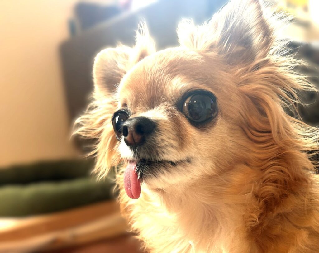 こちらを見つめる保護犬チワワのラテまる