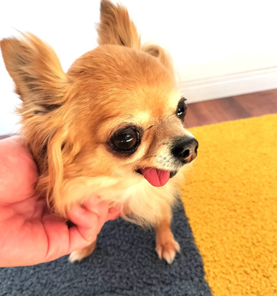 掃除機をかけた後の部屋で落ち着いて過ごす保護犬チワワのラテまる