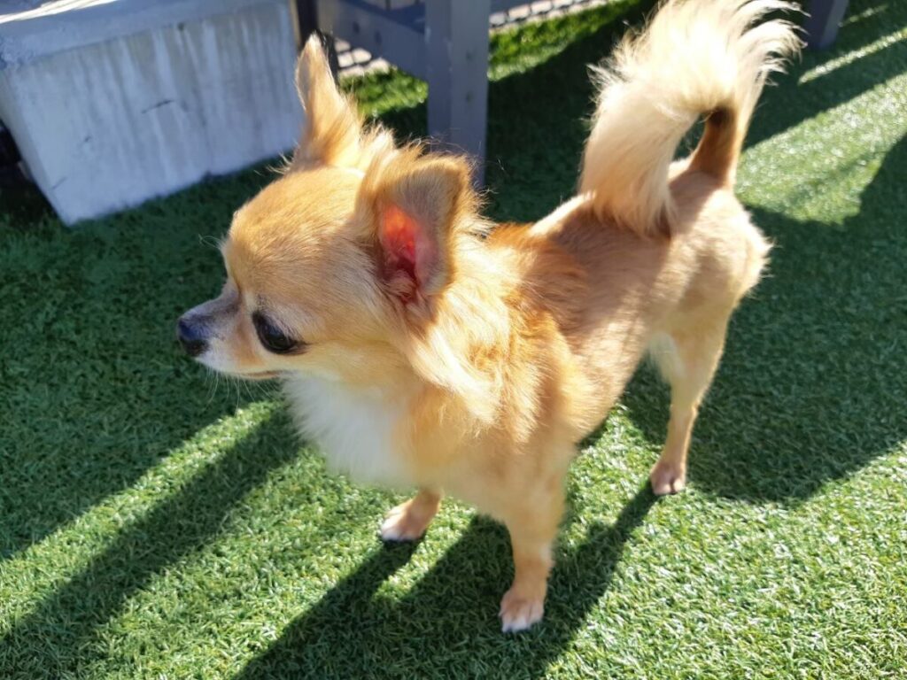 ドッグランで他の犬と距離を取りながら過ごす保護犬チワワのラテまる