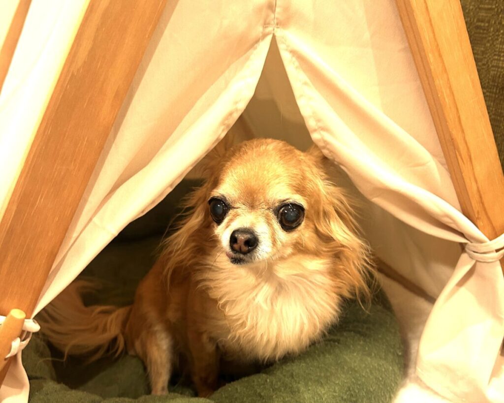 家の中で安心して過ごす保護犬チワワのラテまる
