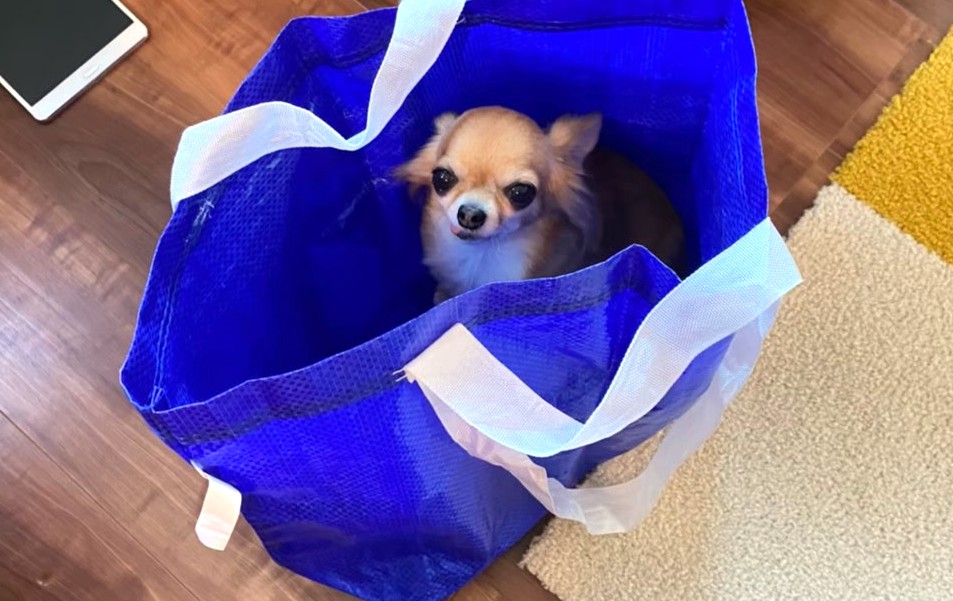 雷が怖くて買い物袋の中に隠れてしまった保護犬チワワのラテまる
