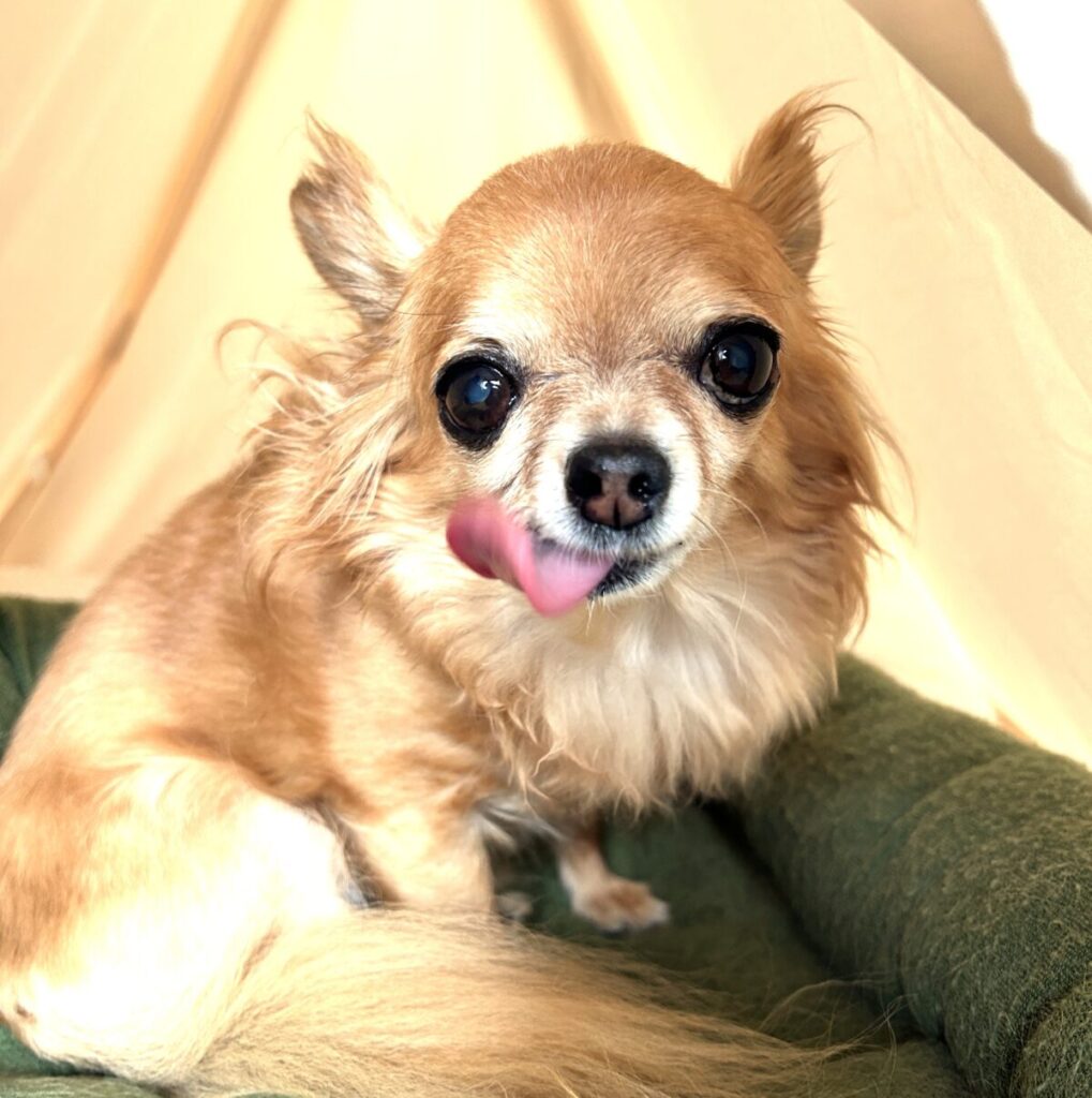 カメラを見つめる保護犬チワワのラテまる