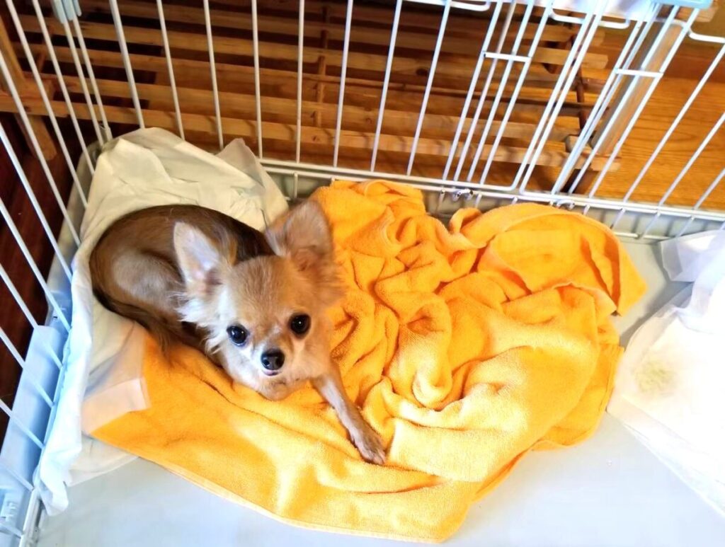 保護施設にいた頃の保護犬チワワ「ラテまる」の写真