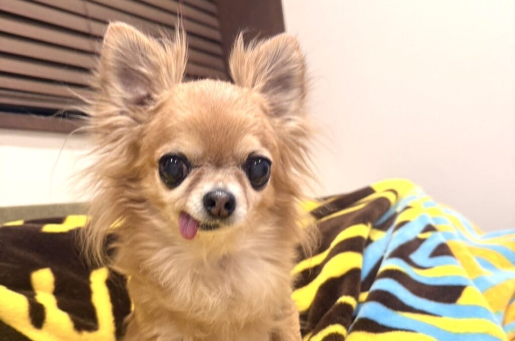 保護犬のチワワ（ラテまる）が新しい家族を見つめている様子