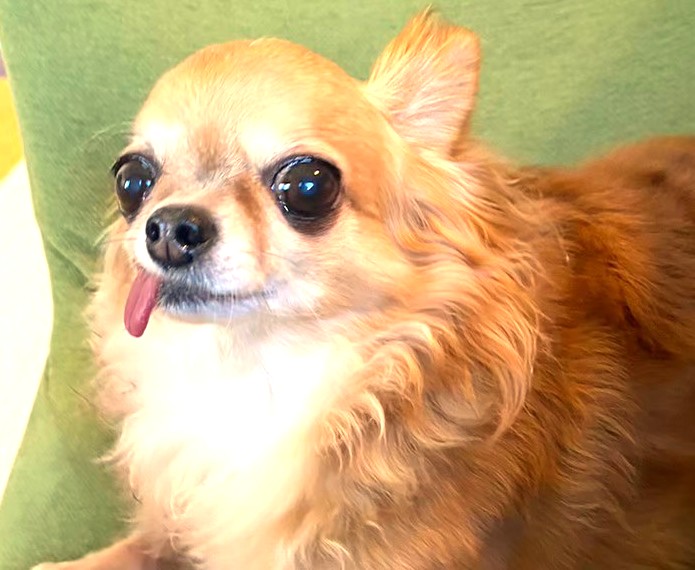 椅子の上でリラックスしている保護犬チワワのラテまる。穏やかな表情でこちらを見つめている様子