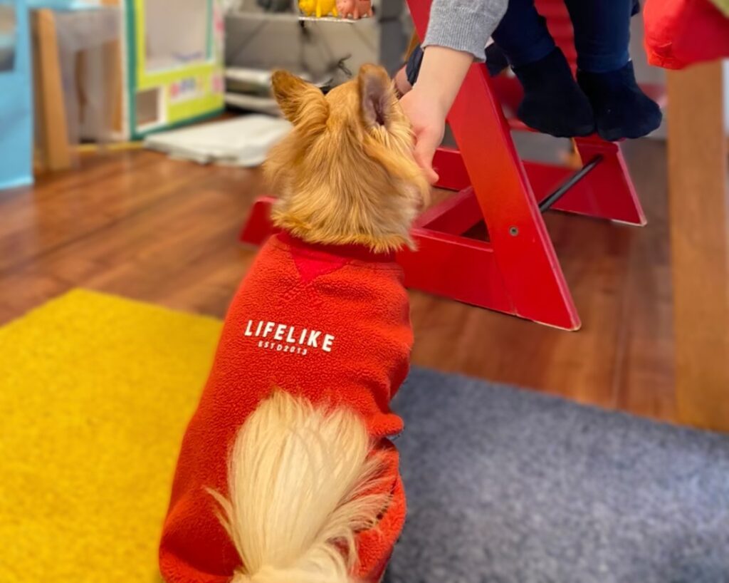 末っ子にご褒美をもらう保護犬チワワのラテまる