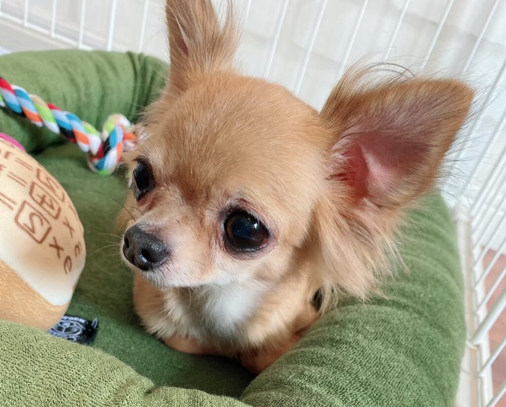 お気に入りの犬用ソファーの上でおもちゃとくつろぐ保護犬チワワのラテまる