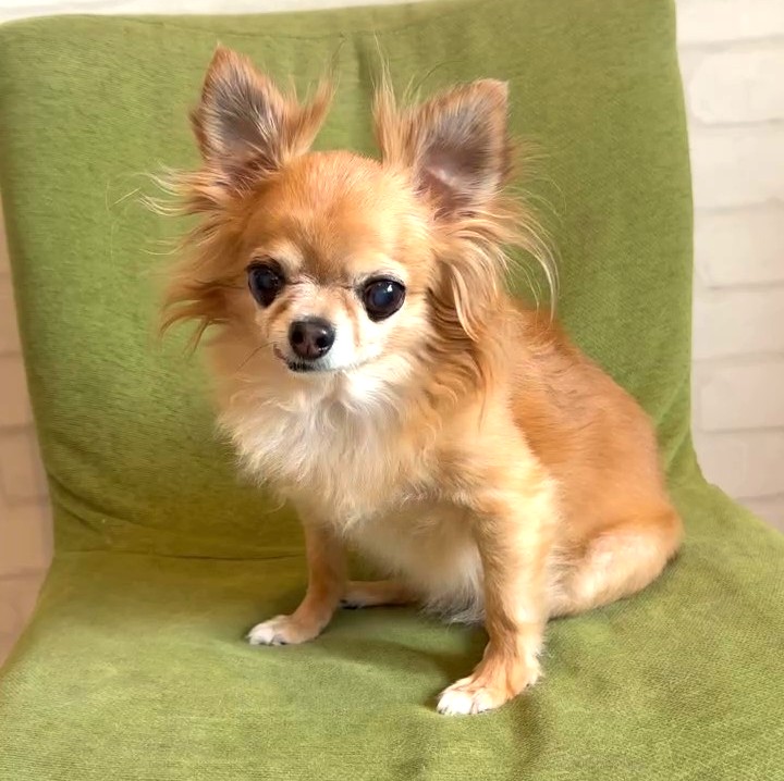 椅子の上で微笑む保護犬チワワのラテまる