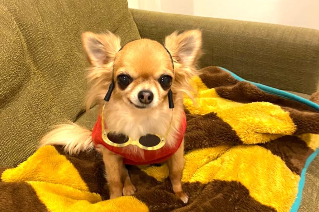 サングラスを首にかけた保護犬チワワのラテまる。お出かけ前のリラックスした様子