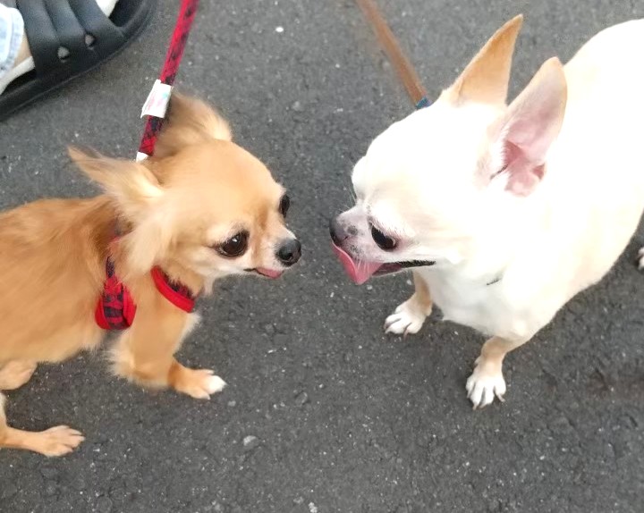 他のチワワに怖がっている保護犬チワワのラテまる