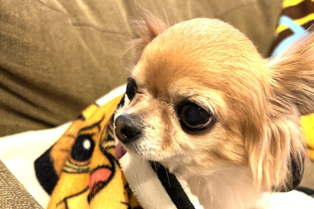 毛布にくるまって落ち着いている保護犬のチワワのラテまる